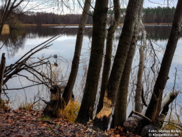 Rundweg um den Hellsee bei Lanke-Hellmühle