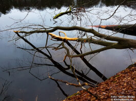 Rundweg um den Hellsee bei Lanke-Hellmühle