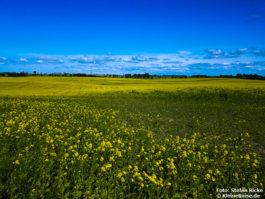 Bei Trampe in der nordöstlichen Uckermark