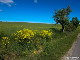 Bei Trampe in der nordöstlichen Uckermark